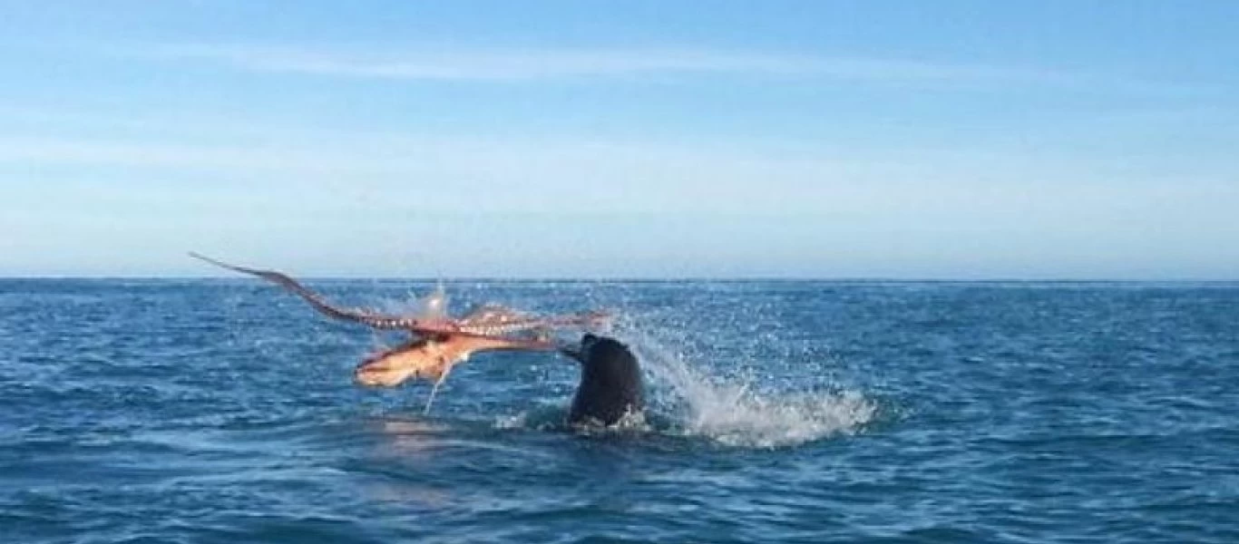 «Επική» μάχη επιβίωσης - Τεράστιο χταπόδι εναντίον φώκιας (βίντεο)